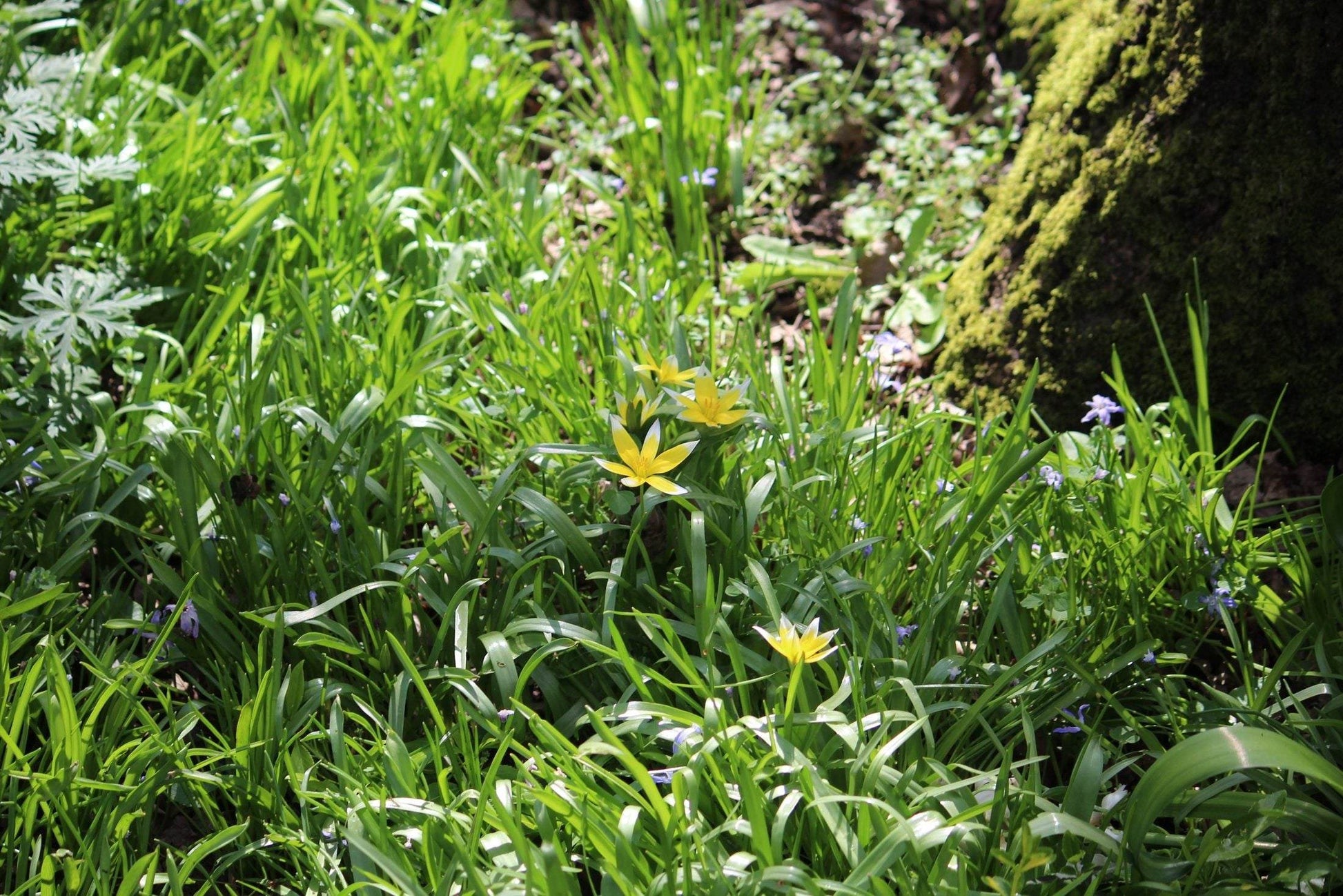 Tulipa tarda
