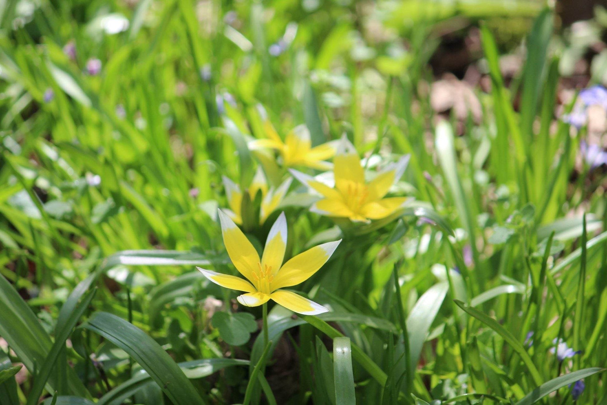 Tulipa tarda