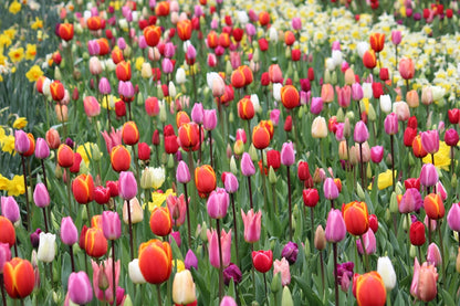 Tulipa collection Darwin Mixed