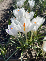 Crocus 'Ice queen'