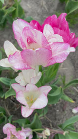 Tulipa 'Candy Club'