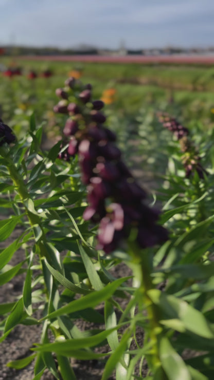 Kievitsbloem (Fritillaria persica) 'Purple Dynamite'