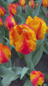 Tulipa Flair