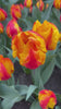 Tulipa Flair