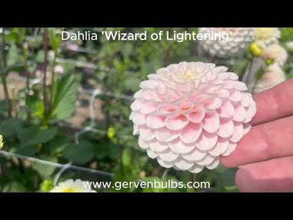 Dahlia 'Wizard of Lightening'