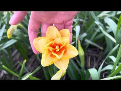 Narcissus 'Ascot'