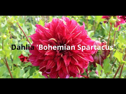 Dahlia 'Bohemian Spartacus'