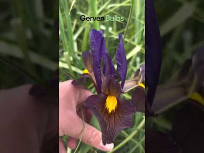 Iris hollandica 'Tigereye'