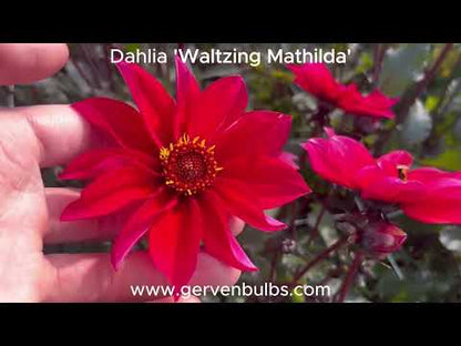 Dahlia 'Waltzing Mathilda'