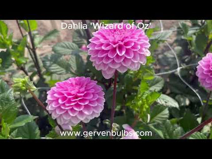 Dahlia 'Wizard of Oz'