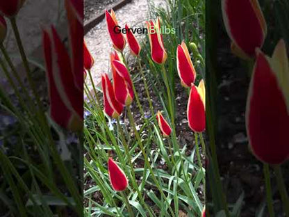 Tulipa 'Tinka'