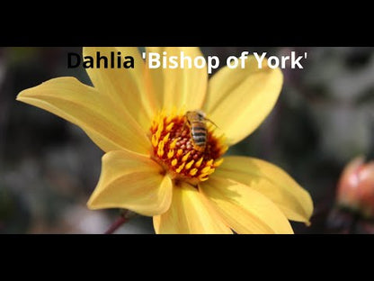 Dahlie 'Bishop of York'