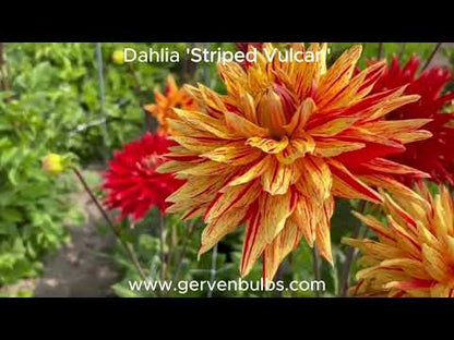 Dahlia 'Striped Vulcan'