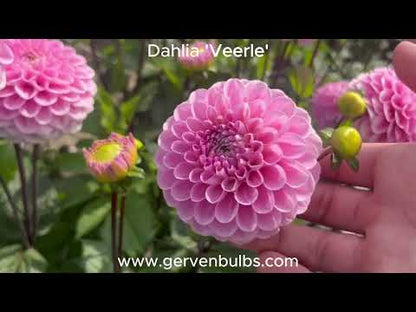 Dahlia 'Veerle'