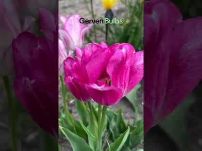 Tulipa 'Candy Club'