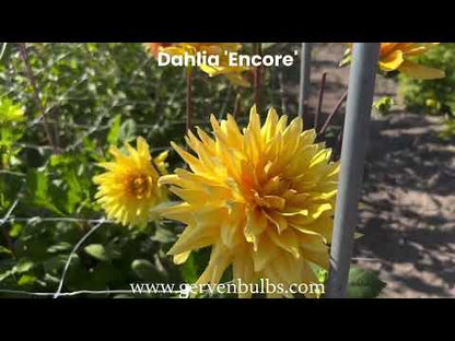 Dahlie 'Encore'