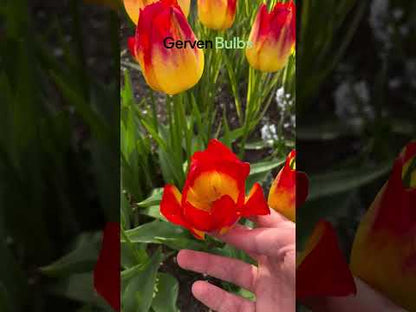Tulipa 'Suncatcher'