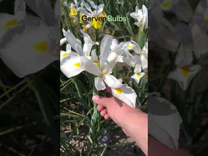 Iris hollandica 'Alaska'