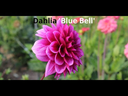 Dahlia 'Blue Bell'