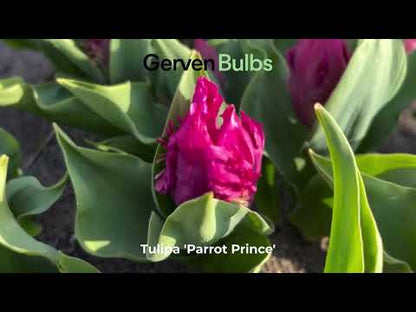 Tulipa 'Parrot Prince'