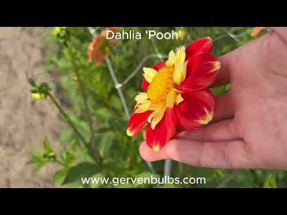 Dahlia 'Pooh'
