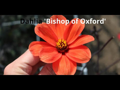 Dahlia 'Bishop of Oxford'
