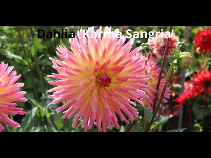 Dahlia 'Karma Sangria'