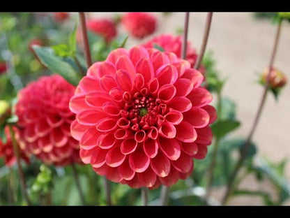 Dahlia 'Zundert Mystery Fox
