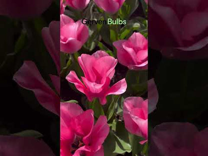 Tulipa 'Jumbo Pink'