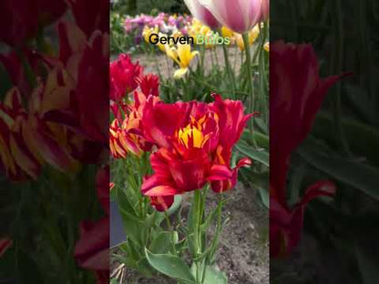 Tulipa 'Wonder Club'