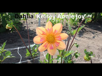 Dahlie 'Kelsey Annie Joy'