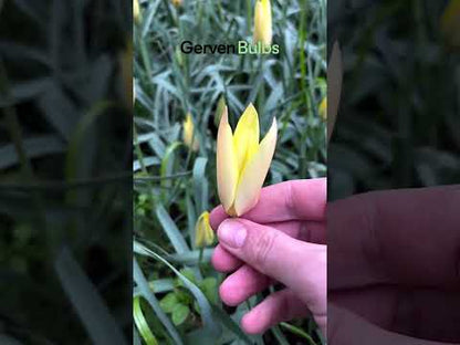 Tulipa 'Honky Tonk'