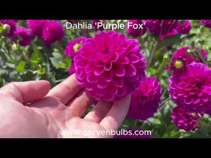 Dahlia 'Purple Fox'