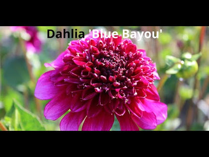 Dahlie 'Blue Bayou'