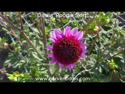 Dahlia 'Poodle Skirt'