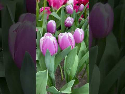 Tulipa 'Librije'