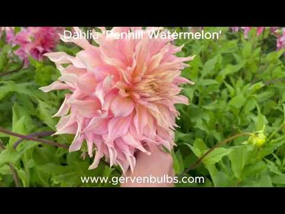 Dahlia 'Penhill Watermelon'