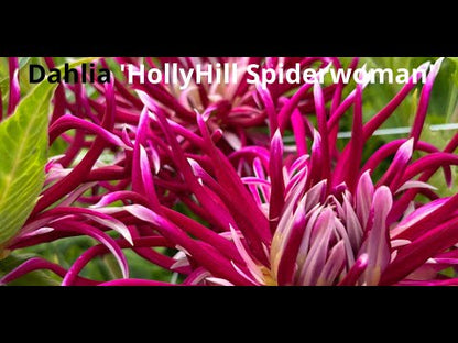 Dahlia 'HollyHill Spiderwoman'