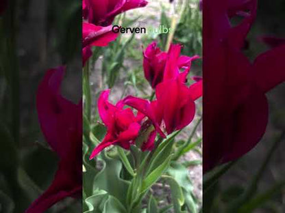 Tulipa 'Purple Doll'