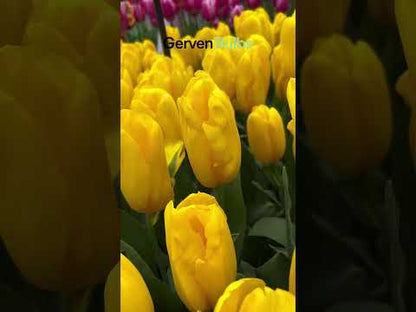Tulipa 'Strong Gold'