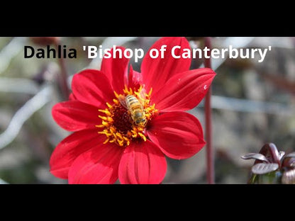 Dahlia 'Bishop of Canterbury'