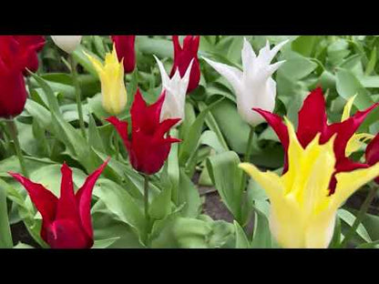 Tulipa -Tres Chic Festival