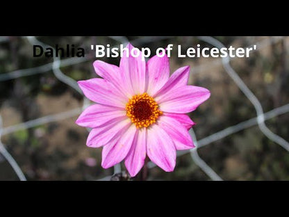 Dahlia 'Bishop of Leicester'