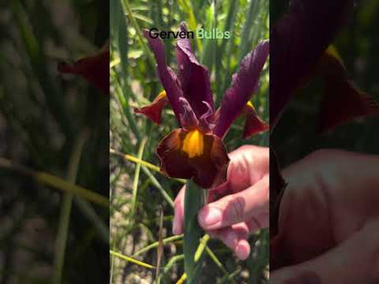 Iris hollandica 'Red Ember'